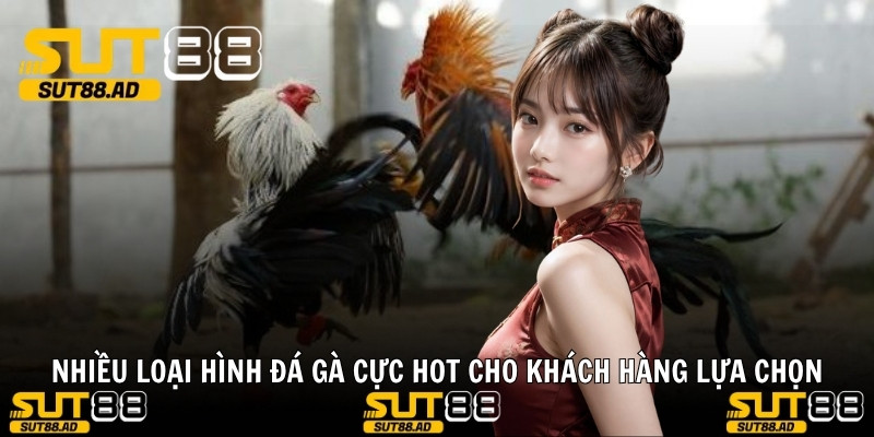 Nhiều loại hình đá gà cực hot cho khách hàng lựa chọn