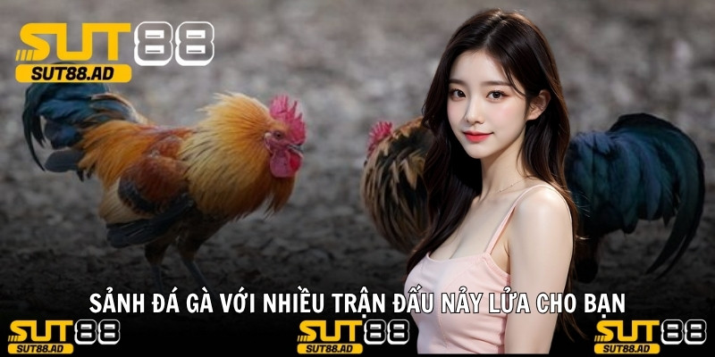 Sảnh đá gà với nhiều trận đấu nảy lửa cho bạn